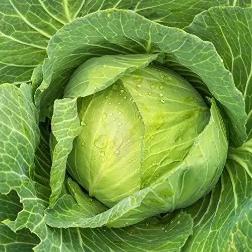 Cabbage, Golden Acre 1000 Seed Count - Image 2