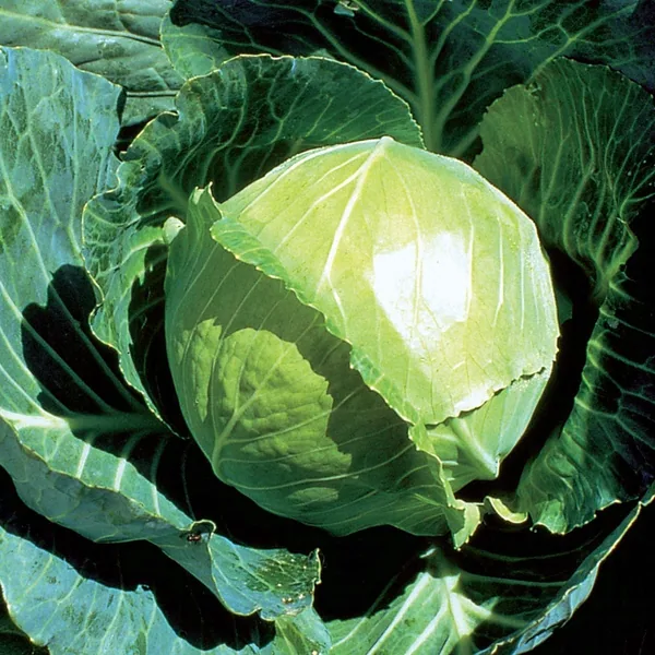 Cabbage, Golden Acre 1000 Seed Count
