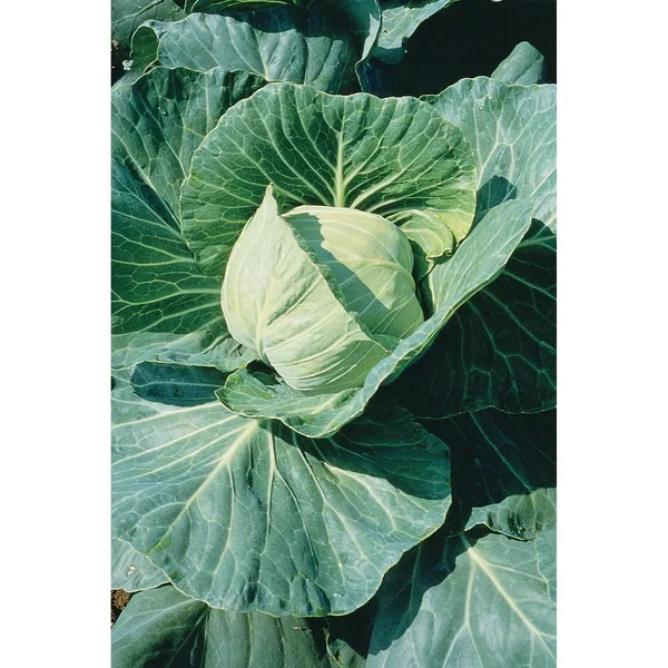 Cabbage, Late Flat Dutch 1/2oz