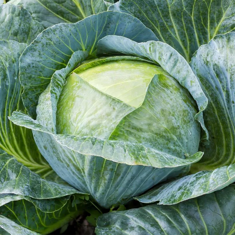 Cabbage, Late Flat Dutch 1lb - Image 2
