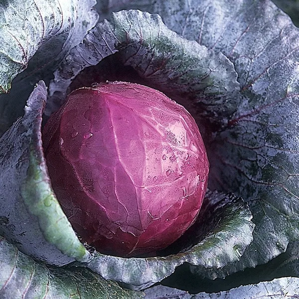 Cabbage, Red Acre 1/2oz