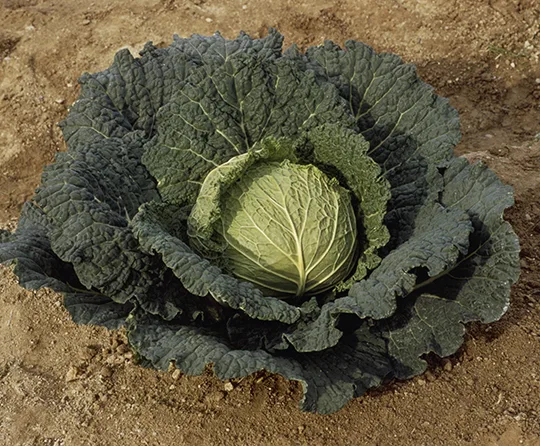 Cabbage, Savoy Ace Improved 5000 Seed Count - Image 2