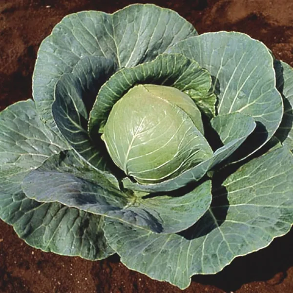 Cabbage, Stonehead Hybrid 1000 Seed Count