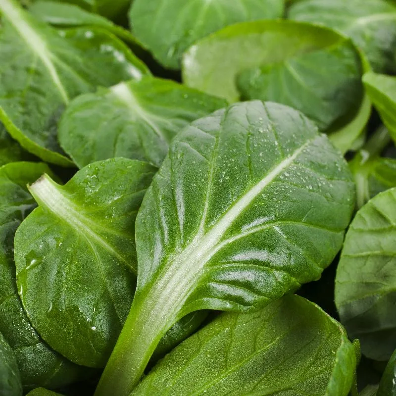 Cabbage, Tatsoi Chinese 1/2oz - Image 2