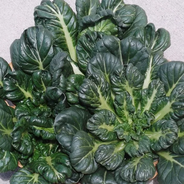 Cabbage, Tatsoi Chinese 1lb