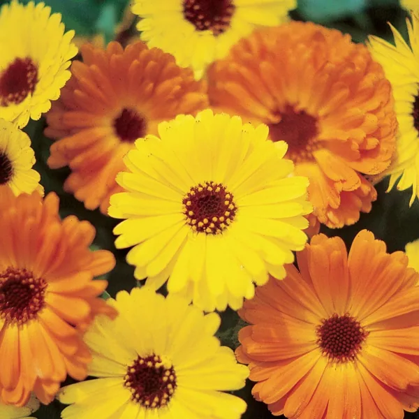 Calendula, Pacific Beauty Mix Lbs