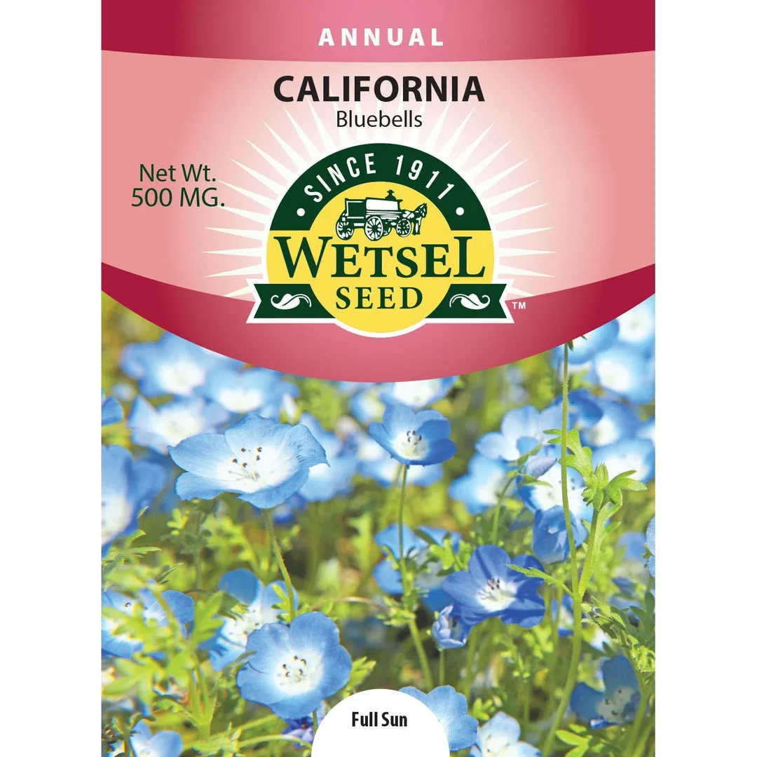 California Bluebells 500mg - Image 2