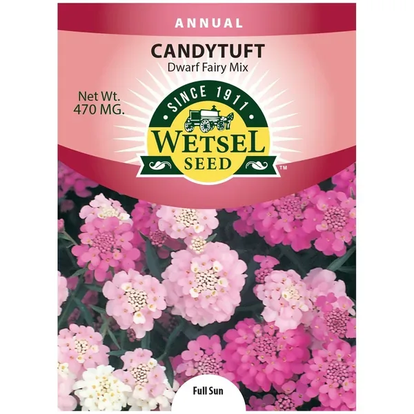 Candytuft, Dwarf Fairy Mix 470mg - Image 2