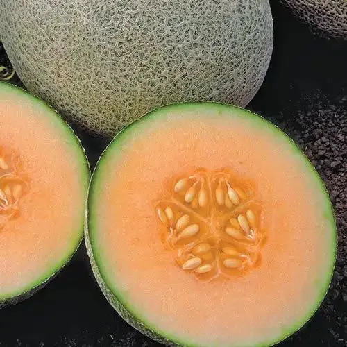 Cantaloupe, Ambrosia Hybrid 100 Seed Count - Image 2