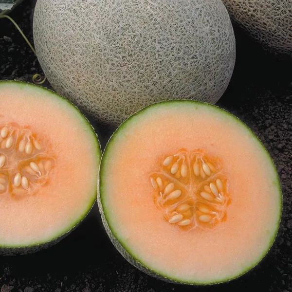 Cantaloupe, Ambrosia Hybrid 100 Seed Count