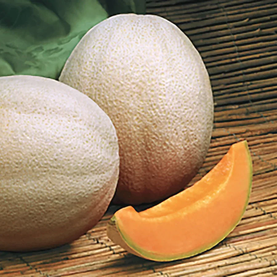 Cantaloupe, Aphrodite 180mg - Image 2