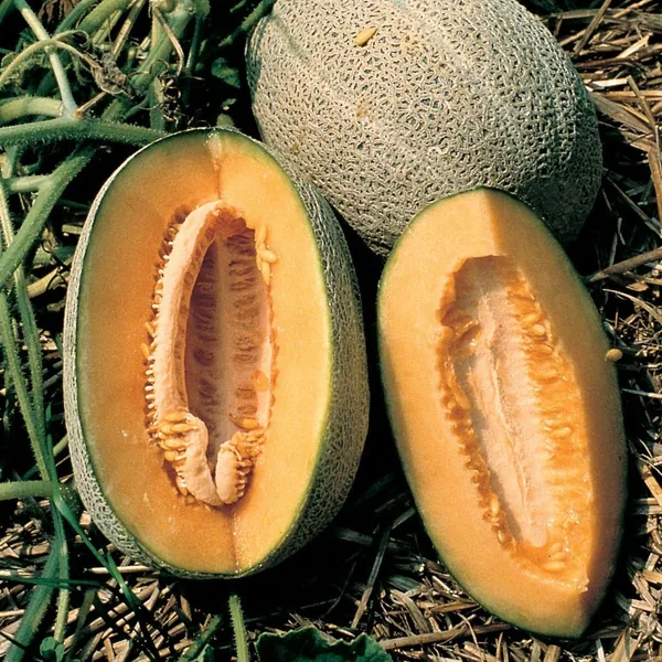 Cantaloupe, Hales Best 1