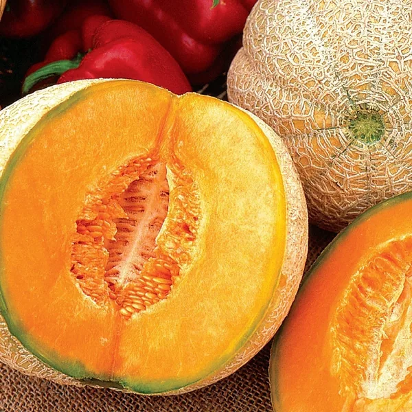 Cantaloupe, Honey Rock 1