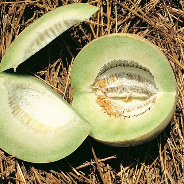 Cantaloupe, Honeydew 1