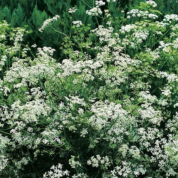 Caraway Herb Seeds