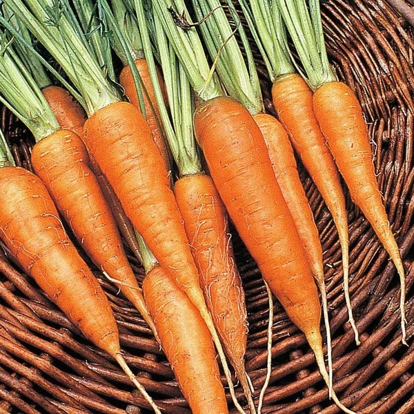 Carrot, Chantenay 1lb