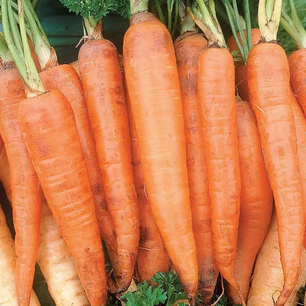 Carrot, Danver Half Long 1lb