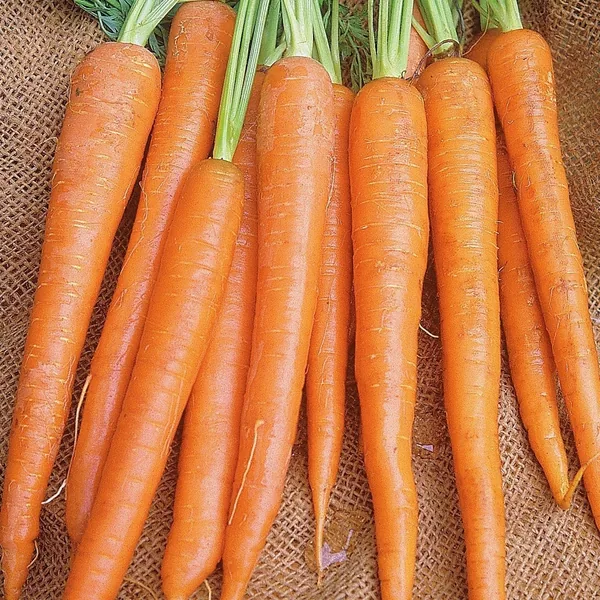 Carrot, Imperator 1/2oz