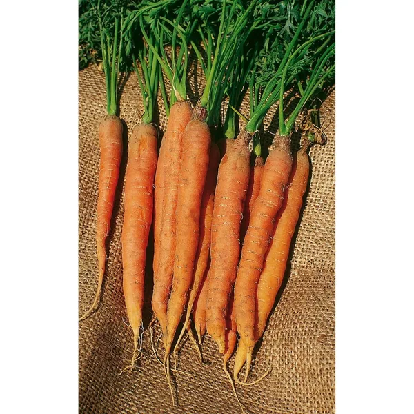 Carrot, Little Finger 1lb