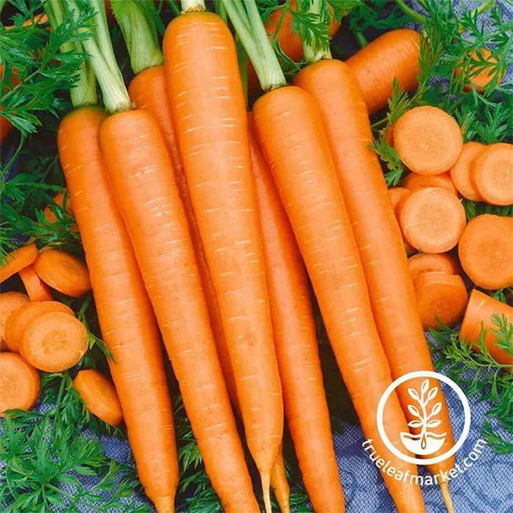 Carrot, Tendersweet 1/2oz - Image 2