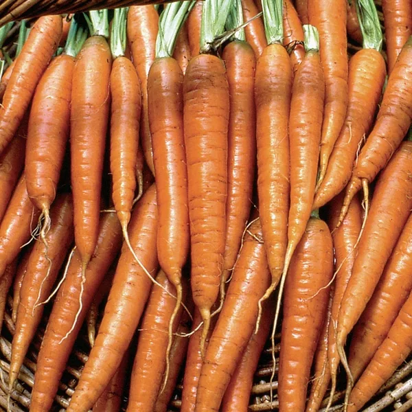 Carrot, Tendersweet 1lb