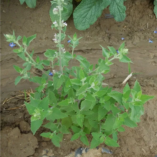 Catnip 1lb