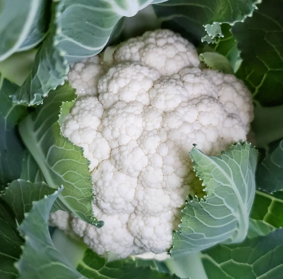 Cauliflower, Snowball Improved 1 - Image 2