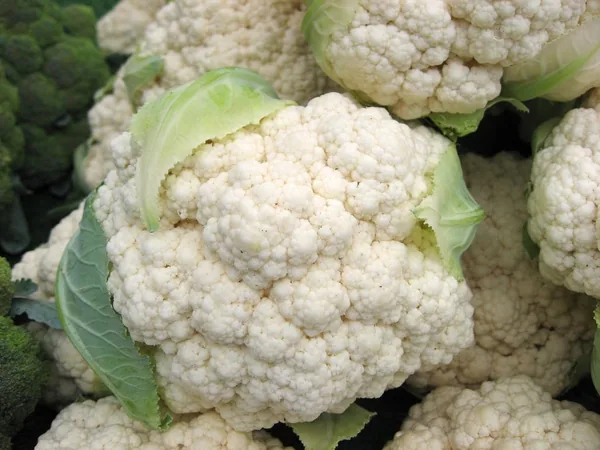 Cauliflower, Snowball Improved 1