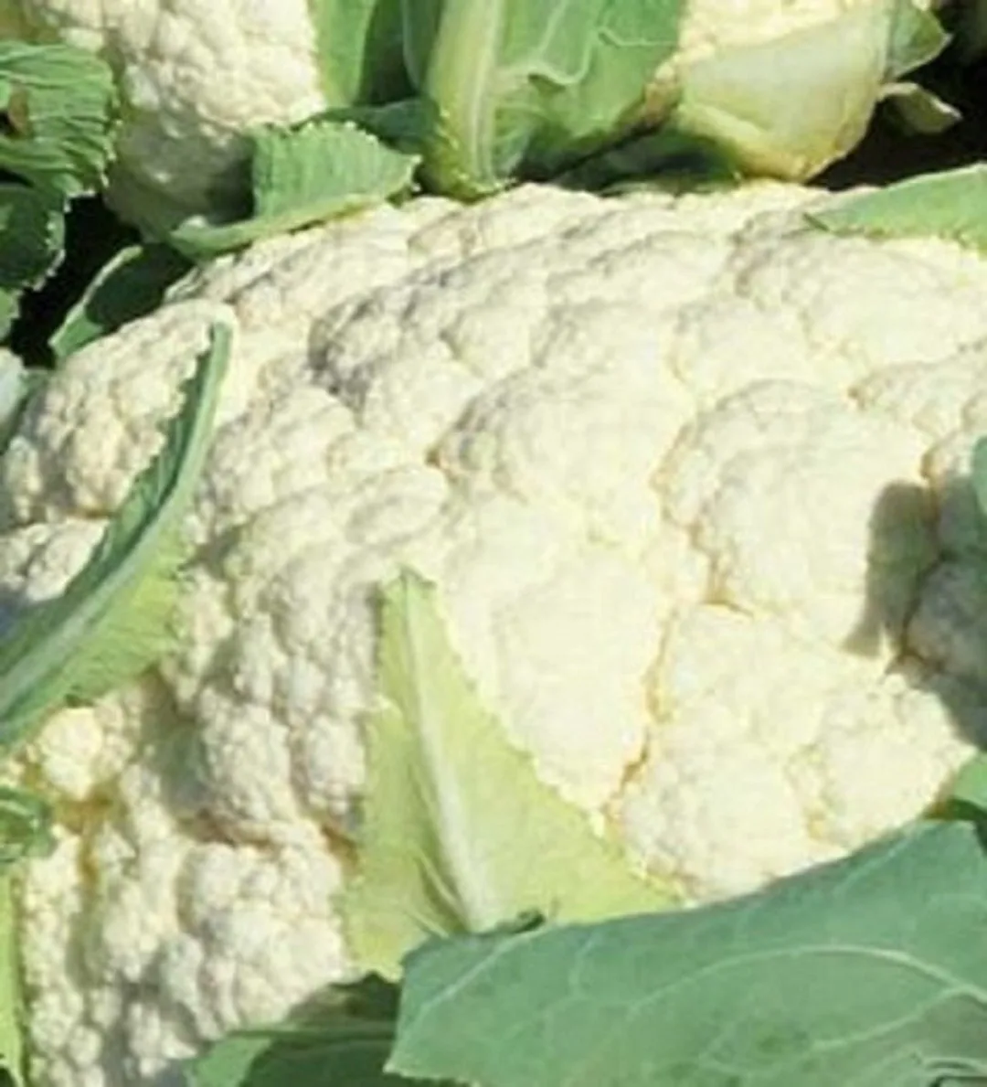 Cauliflower, Snowball Improved 1000 Seed Count - Image 2