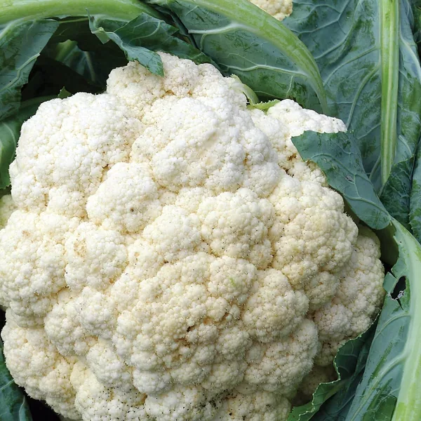 Cauliflower, Snowball Improved 5000 Seed Count