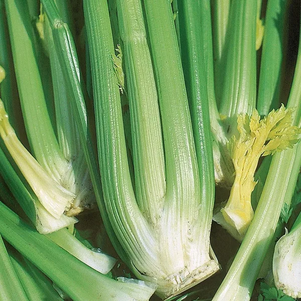 Celery, Golden Self Blanching 1/2oz