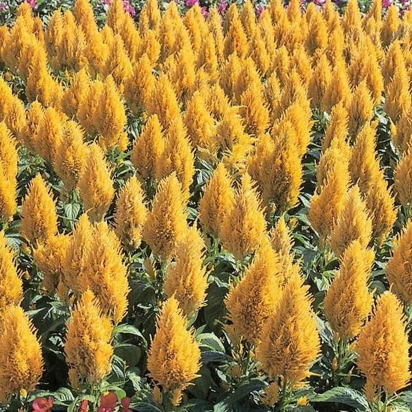 Celosia, Yellow Castle 1000 Seed Count