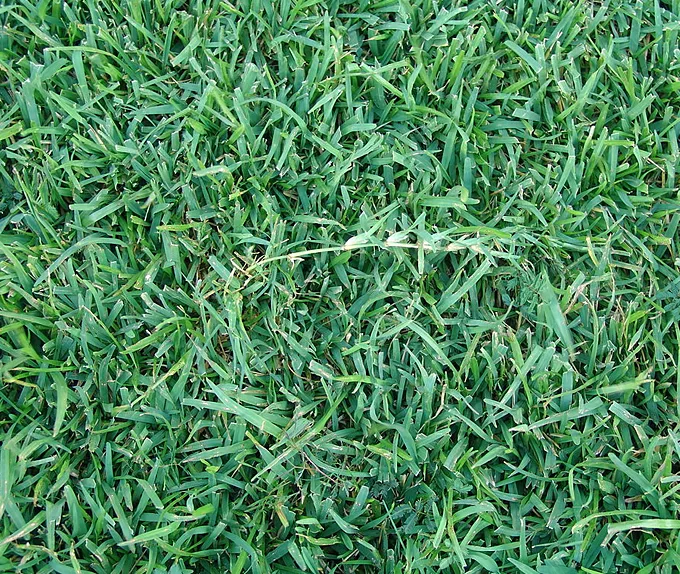 Centi-Seed Centipede 5 lbs Each - Image 2