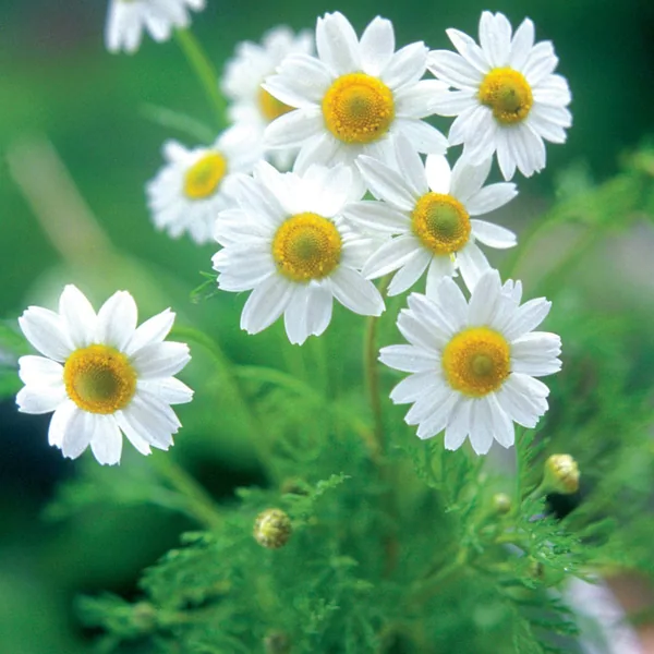 Chamomile, German 1