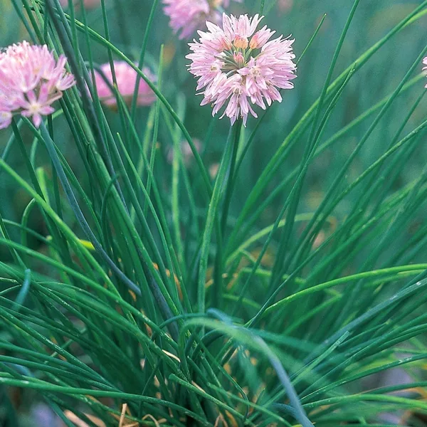 Chives 1lb
