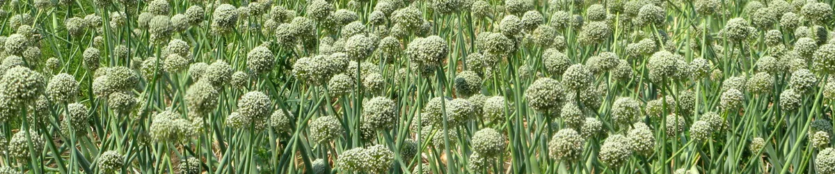Chives 1oz - Image 2
