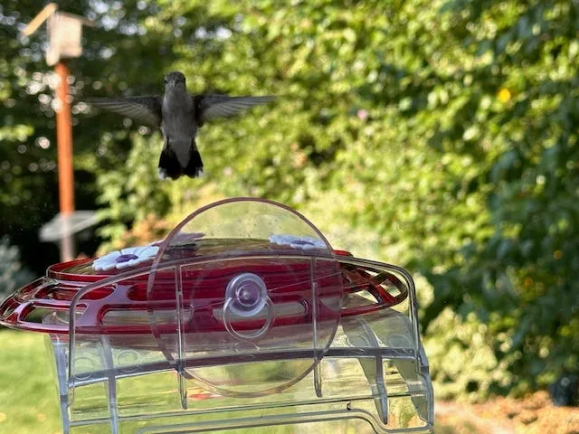 Classic 3 In 1 Hummingbird Disc Feeder 6oz Capacity - Image 2