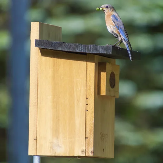 Classic Bluebird House Natural Wood w/ Vent - Image 2