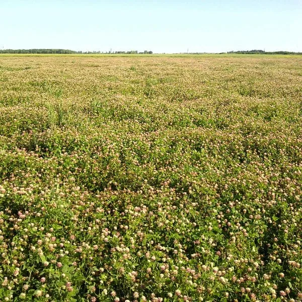 Clover, Alsike 50 lbs