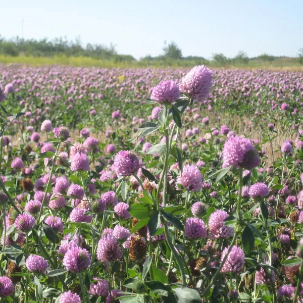 Clover, Crimson 1 lb Bags