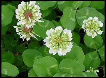 Clover, Ladino 1 lb Each