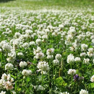 Clover, Ladino Uncert 50 lbs