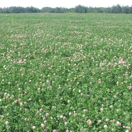 Clover, Mammoth Red 50 lbs