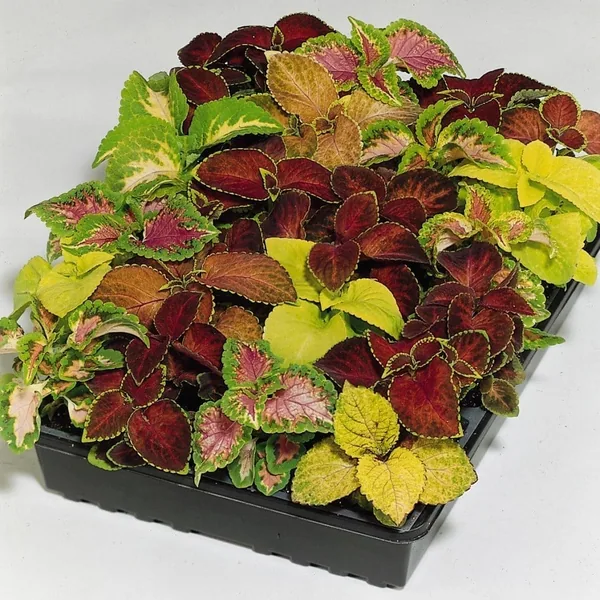Coleus, Wizard Mix 1000 Seed Count