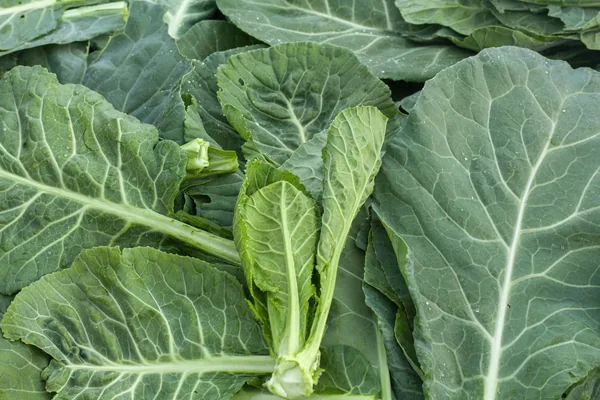 Collards, Champion 1/2 oz Each