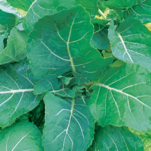 Collards, Georgia 1/2oz
