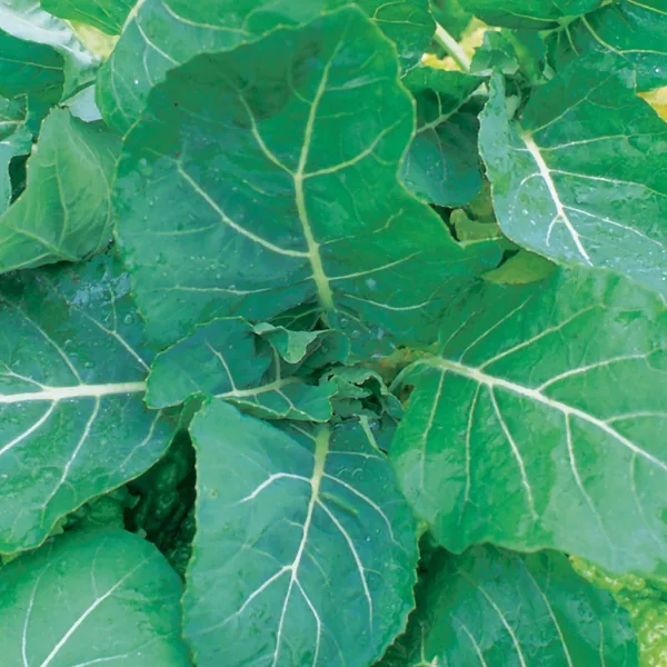 Collards, Georgia