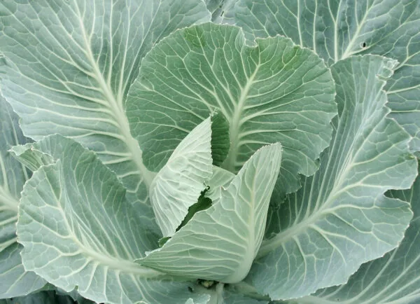 Collards, Morris Heading 1/2oz