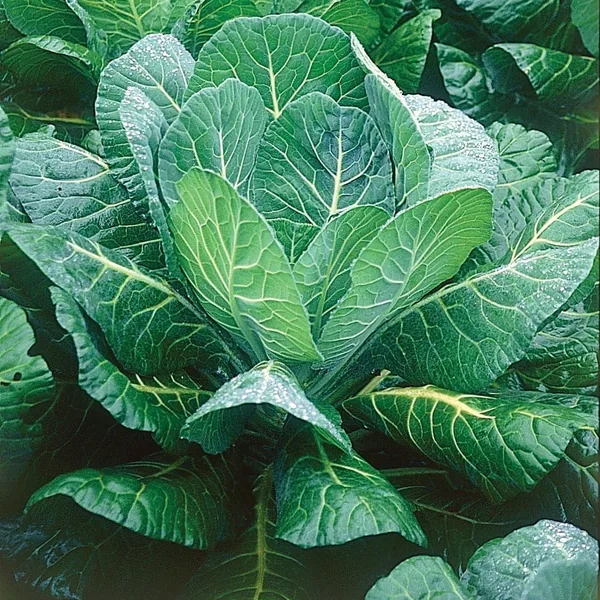 Collards, Morris Heading 1lb