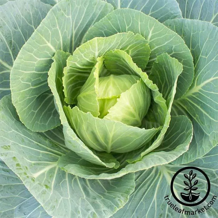 Collards, Vates 1/2oz - Image 2